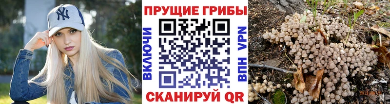 blacksprut ссылки где продают Нерюнгри Галлюциногенные грибы Psilocybine cubensis